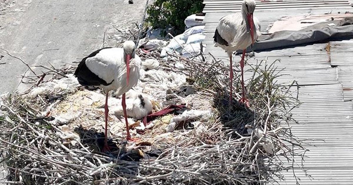 Avcılar'da Leylek Çifti Yavrusunu Büyütüyor
