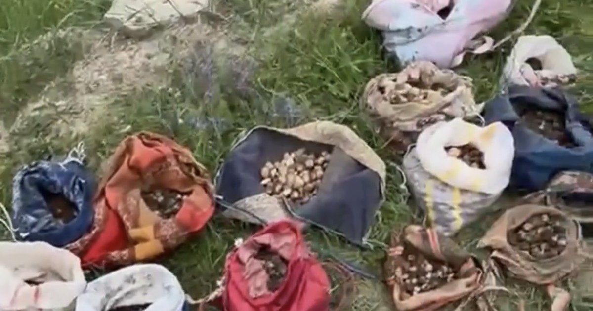 İzinsiz salep toplandı: 10 kişiye 6,9 milyon TL ceza