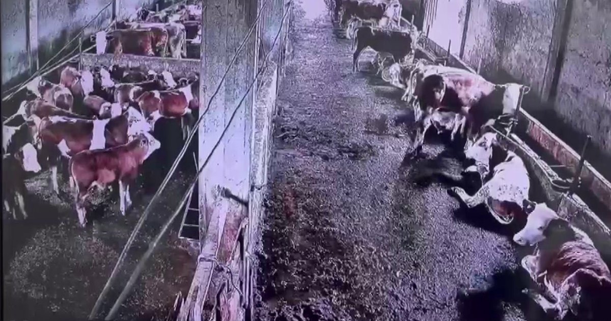 İnekler 2.9'luk depremi hissetti, tepkileri kamerada