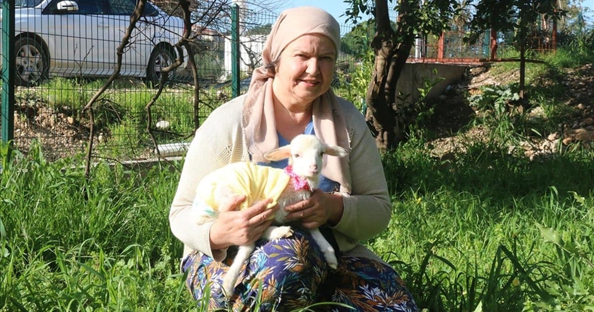 Antalya'da kadının kuzu sevgisi: Her yere yanında götürüyor