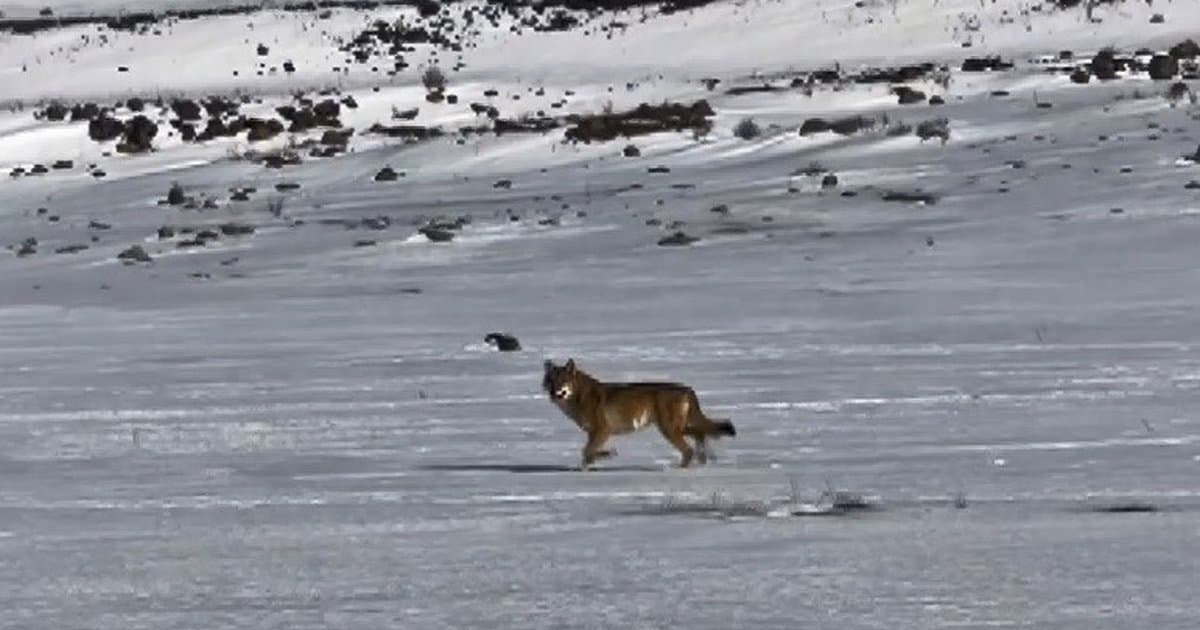 Kars'ta araç takip eden kurt anı kamerada
