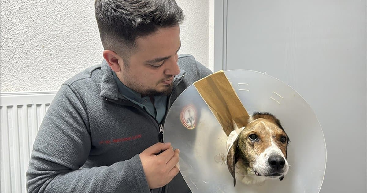 Zonguldak'ta Elektro Kemoterapiyle Kanserli Köpek Tedavi Edildi