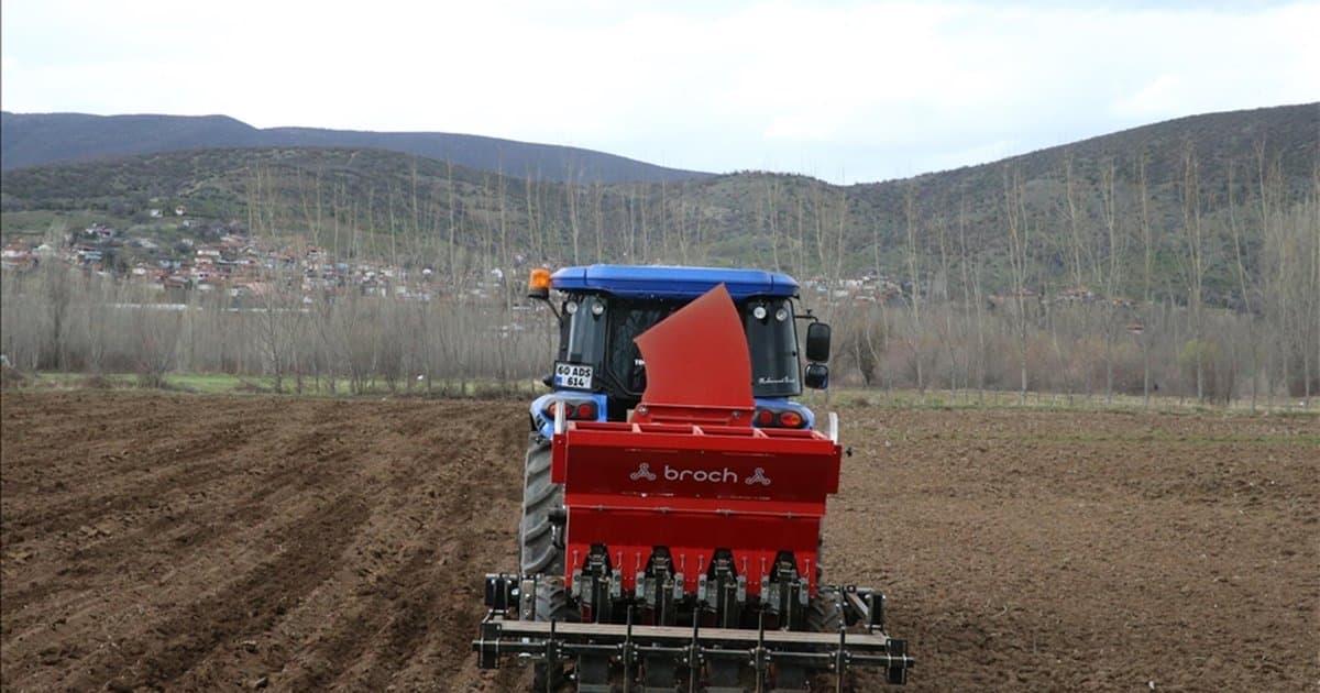 Tokat sarımsağı markalaşıyor