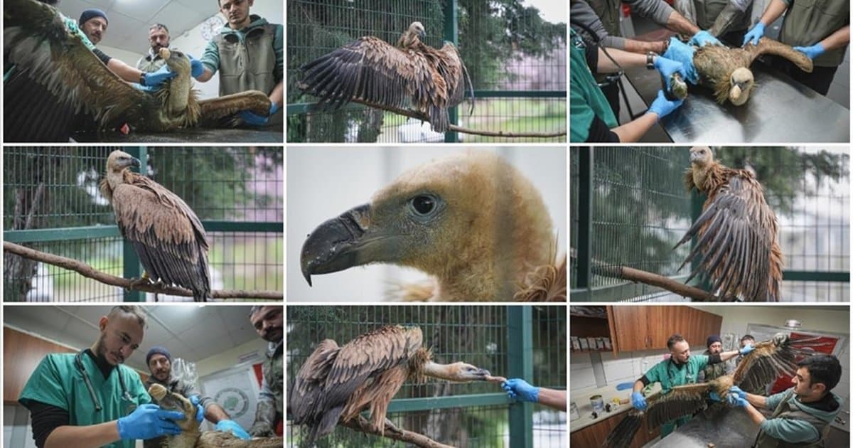 Yaralı kızıl akbaba Bursa'da tedavi altında