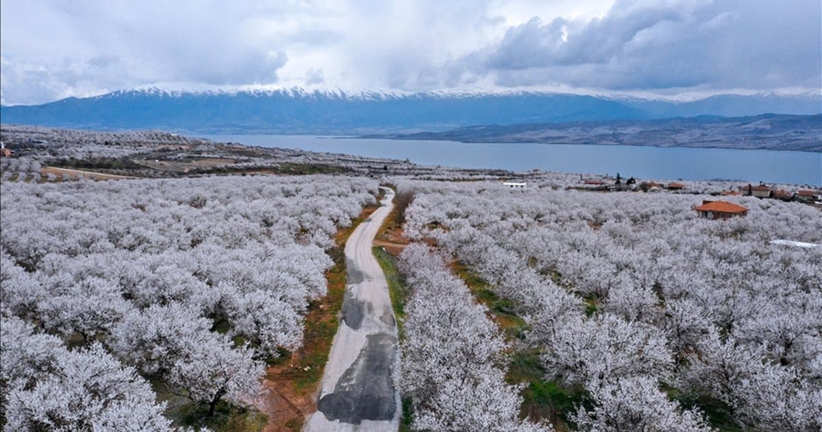 Elazığ'da kayısı bahçelerinde ilaçlama mesaisi