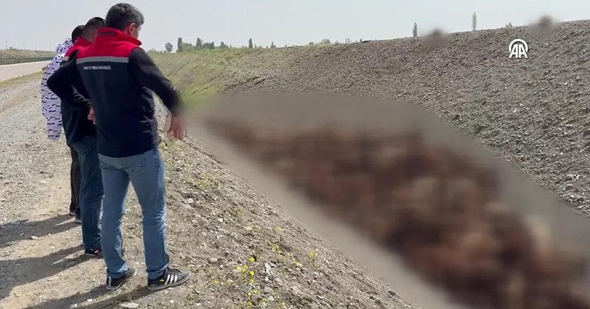 Koyun Sürüsü Arı Saldırısında Telef Oldu