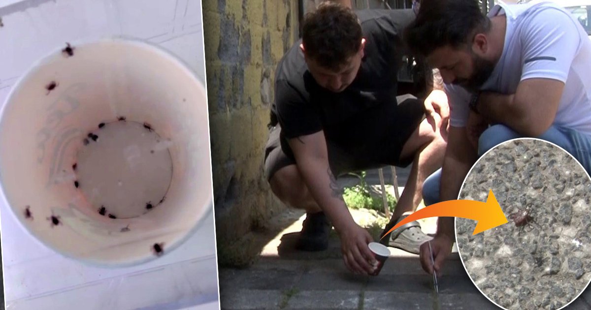 İstanbul'da kene paniği: Mahalleli cımbızla kene avlıyor