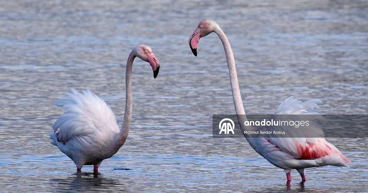 Meles Deltası kışın kanatlı misafirlerini ağırlıyor