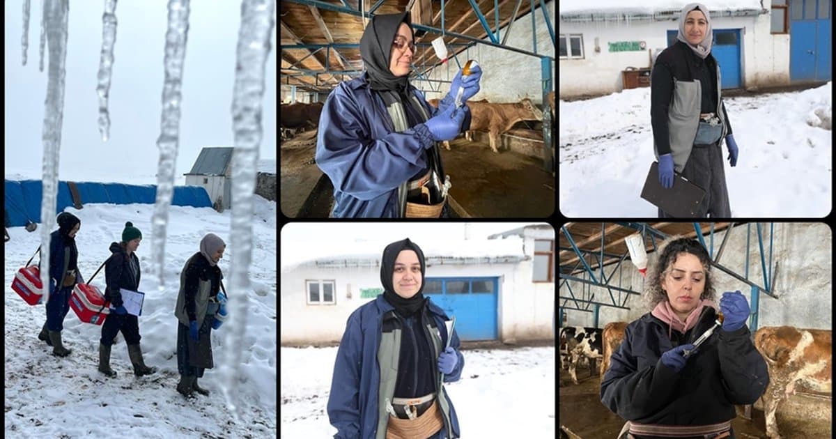 Kars'ta kadın veterinerler hayvan sağlığı için kar kış demeden sahada