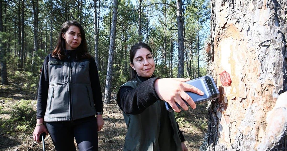 Kadın ormancılar Türkiye'nin akciğerlerini koruyor