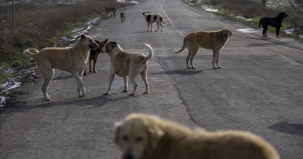 İstanbul Valiliği'nden köpek toplatma yazısı