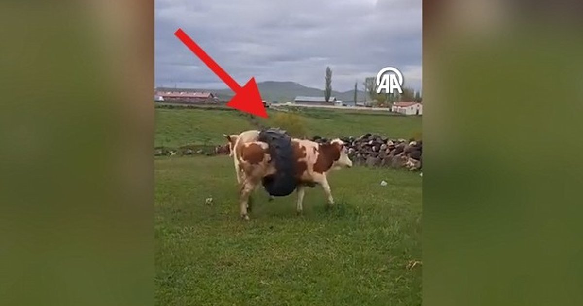 Kars'ta ineğin boynuna traktör lastiği sıkıştı