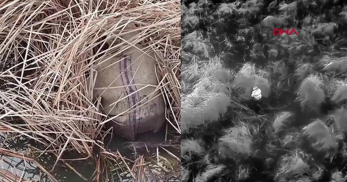 Samsun'da termal drone ile yasa dışı avcılık operasyonu