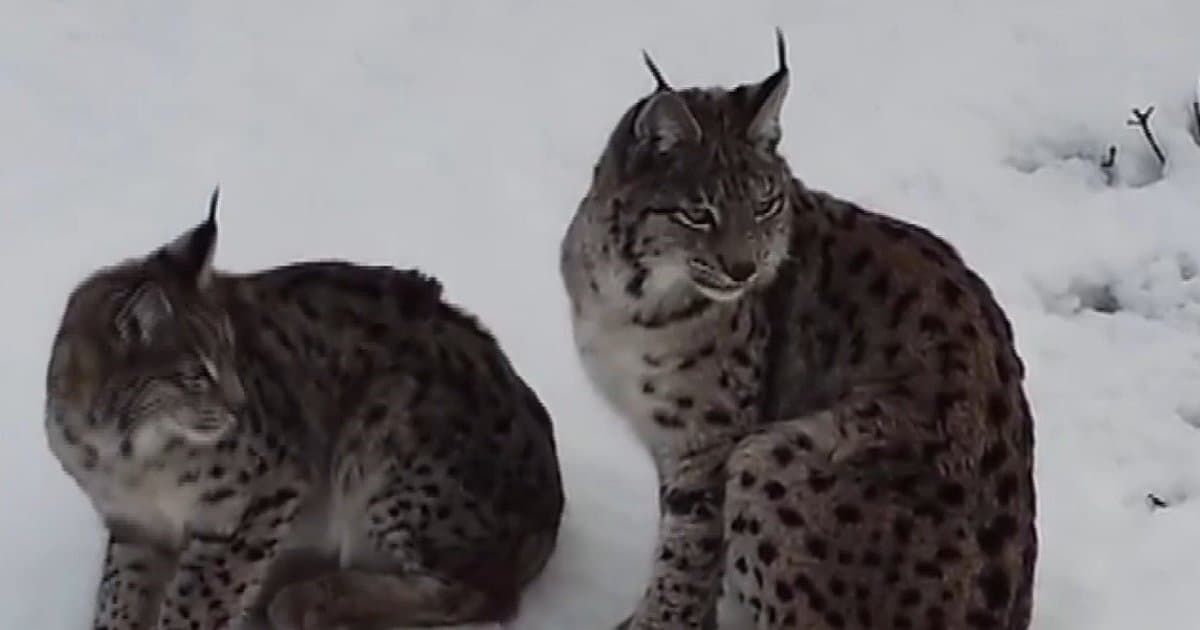 Vaşak ailesi Erzincan'da drone ile görüntülendi