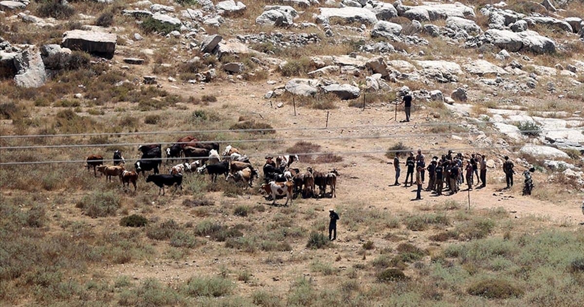İsrailliler Batı Şeria'da 150 büyükbaş hayvanı çaldı