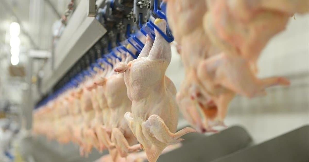 Tavuk eti üretimi ocakta yüzde 2,4 arttı