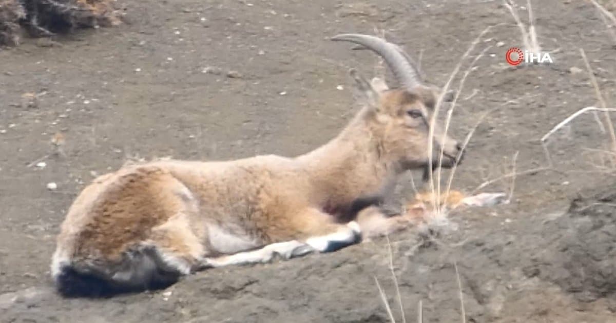 Erzurum'da kaçak avcılar yaban keçisini vurdu