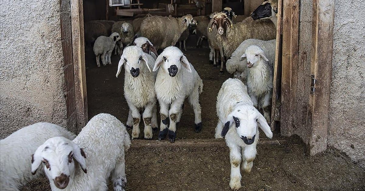 Tunceli'de besiciler kuzu ve oğlak doğumlarında zorlanıyor