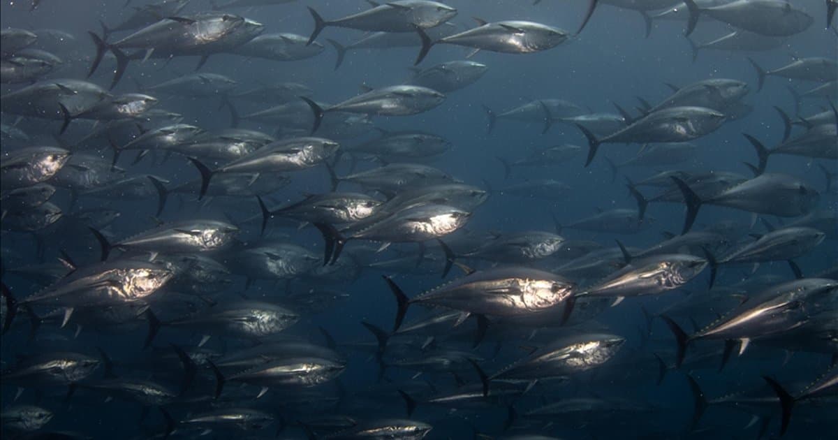 Orkinos avcılığında mevcut sistem devam edecek