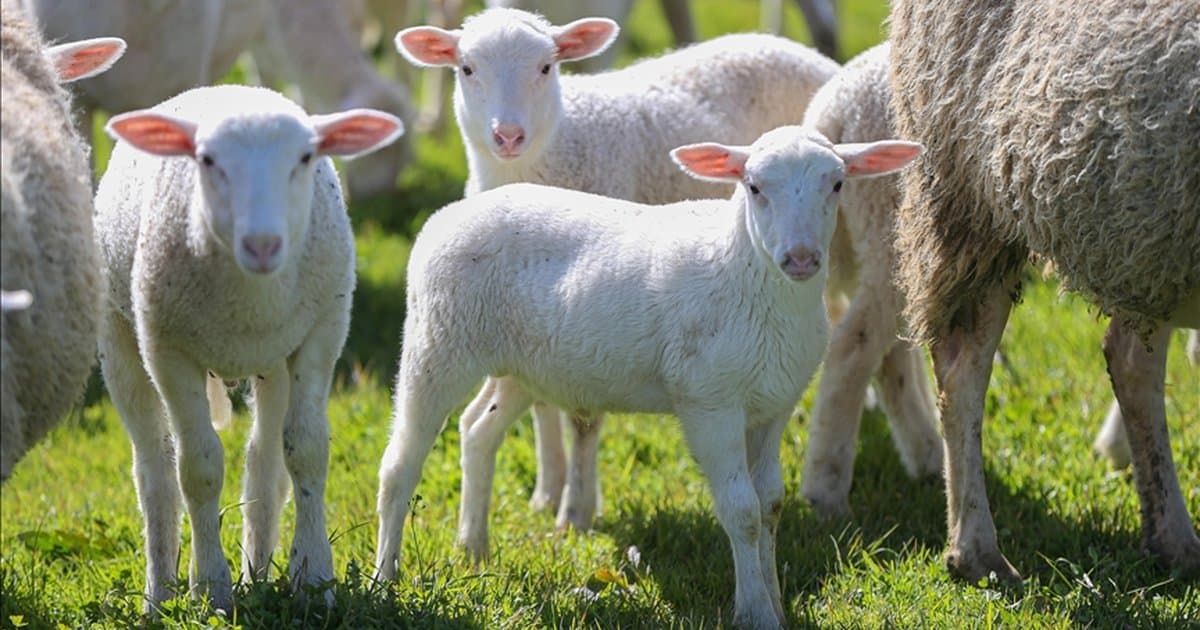 TİGEM Karacabey'de kuzu doğumlarında yüzde 40 ikizlik