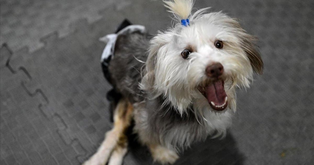 Engelli köpek Yumoş'un iyileşme süreci