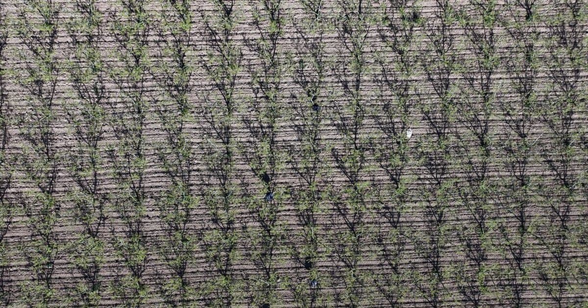 Marmara Bölgesi'ne zirai don uyarısı