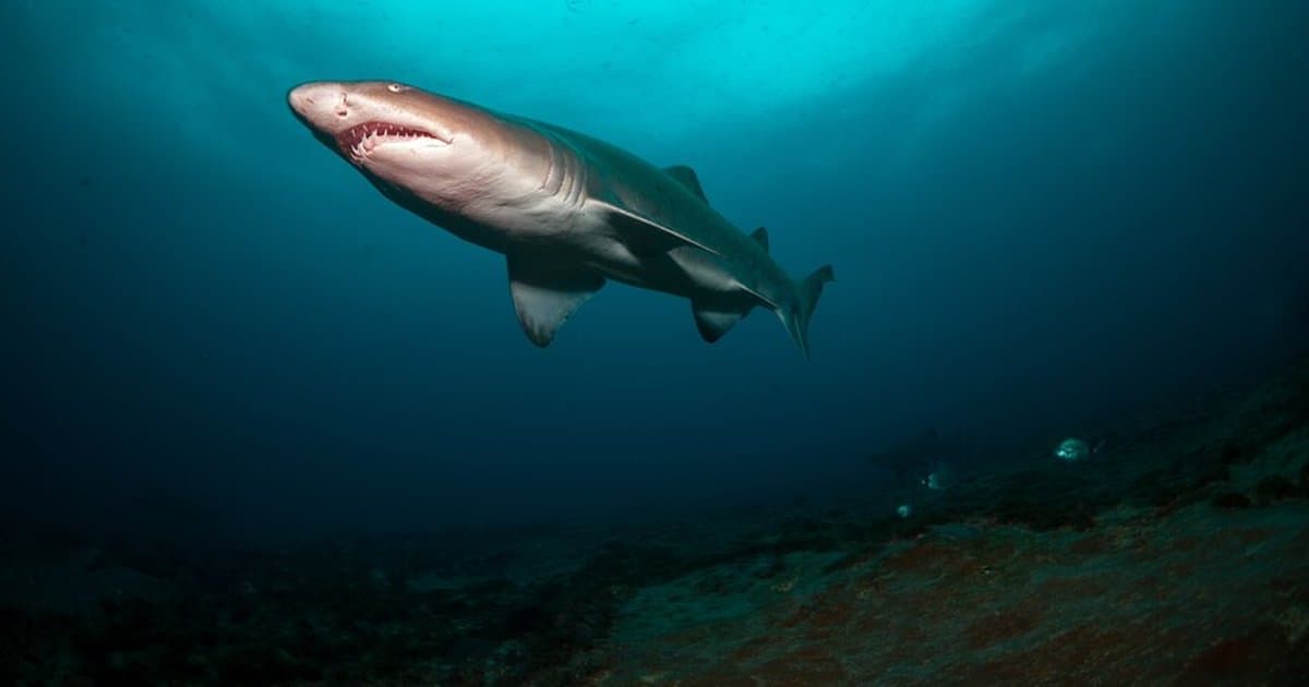 Bahamalar'da köpek balıklarında kokain ve kafein bulundu