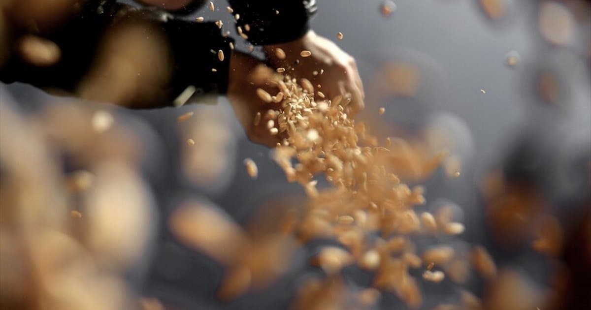 Türkiye'nin sertifikalı tohum üretimi yüzde 50,7 arttı