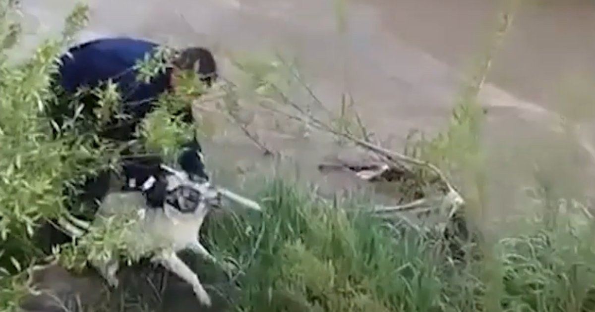 Muş'ta Çaya Düşen Köpeği İtfaiye Eri Kurtardı