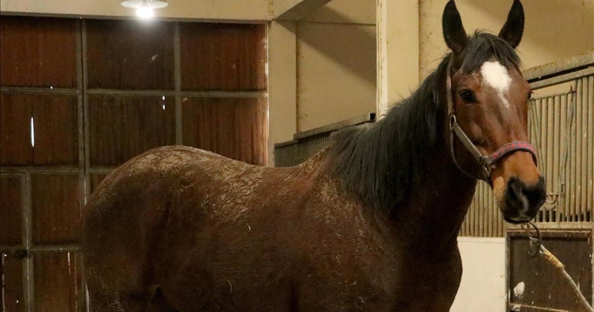 TMSF İngiliz kısrak ve tayını satışa çıkarıyor