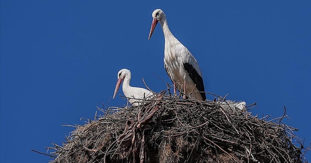 Yaren leylek eşi Nazlı'ya kavuştu