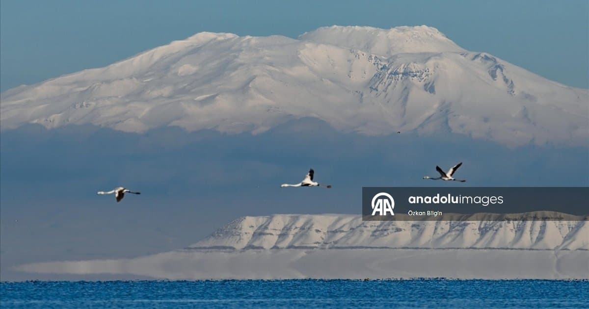 Van Gölü'ne erken gelen flamingolar karla buluştu