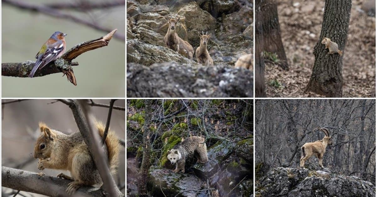 Munzur Vadisi yaban hayvanlarının yaşam alanı