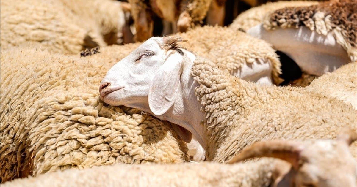 Kırsalda Bereket Projesi başvuruları nisan ayında başlıyor