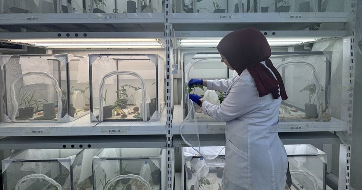 Kahverengi kokarcayla mücadelede 1 milyon 650 bin arı salınacak