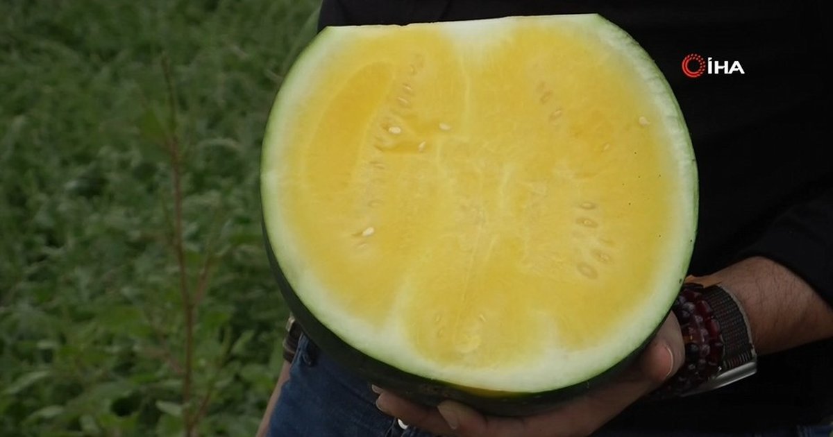 Kabuğu yeşil içi sarı karpuz hasadı Adana'da başladı