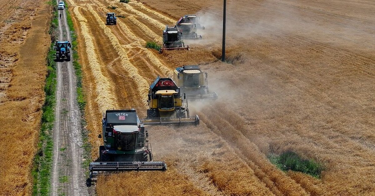 TİGEM'in Karacabey tesisleri buğday ihtiyacını karşılıyor