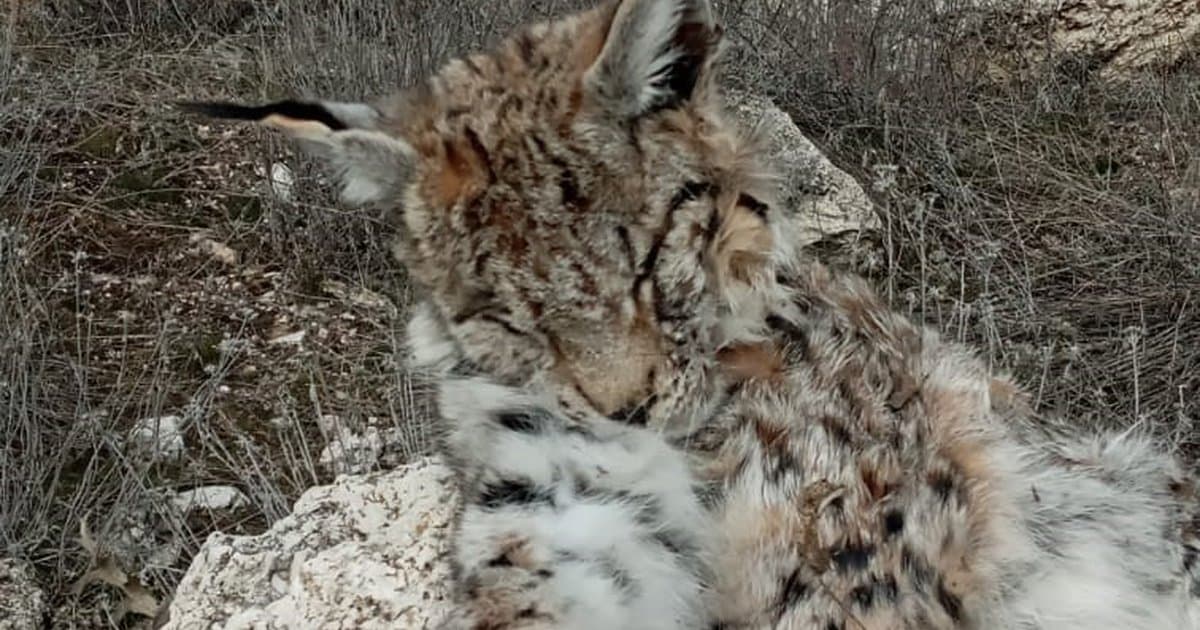 Nesli tükenmekte olan vaşak ölü bulundu