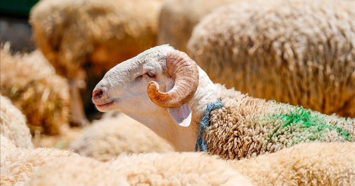 2026 Kurban Bayramı tatili ne zaman başlıyor?