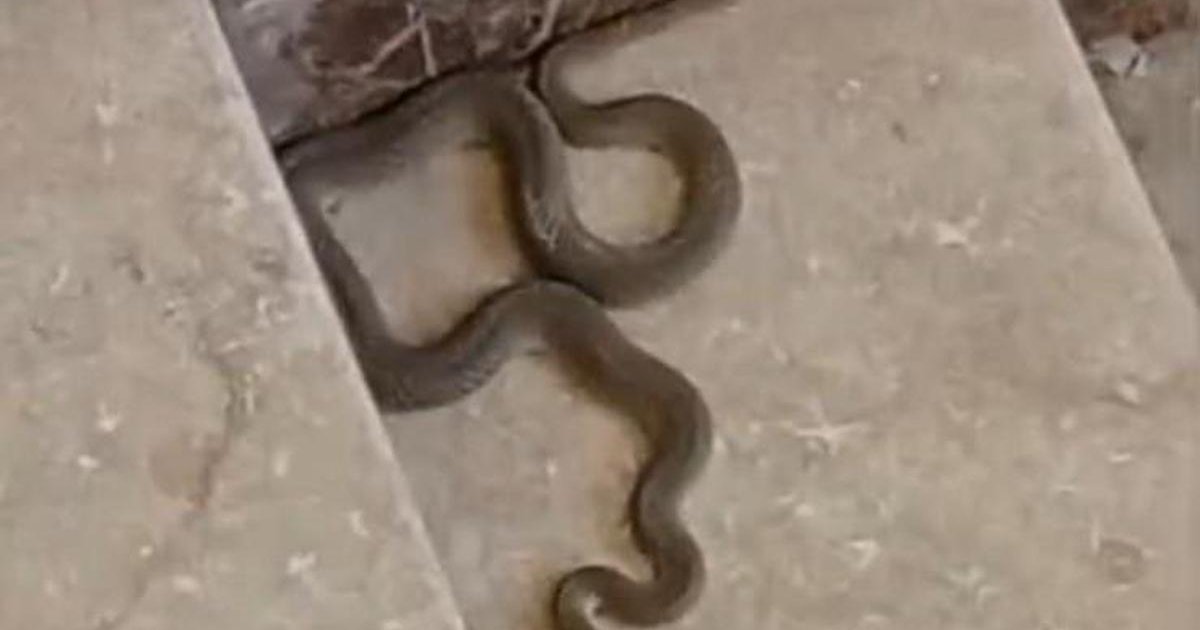 Malatya'da apartmanda yılan paniği