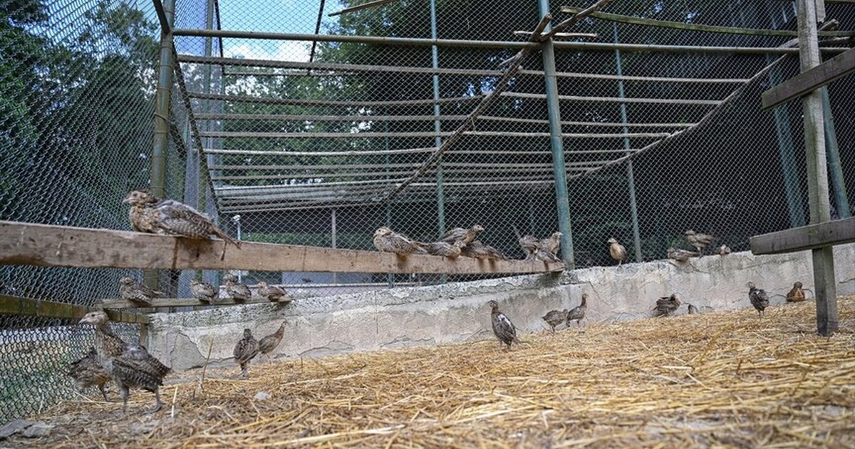 İstanbul'da sülünlerle keneyle mücadele