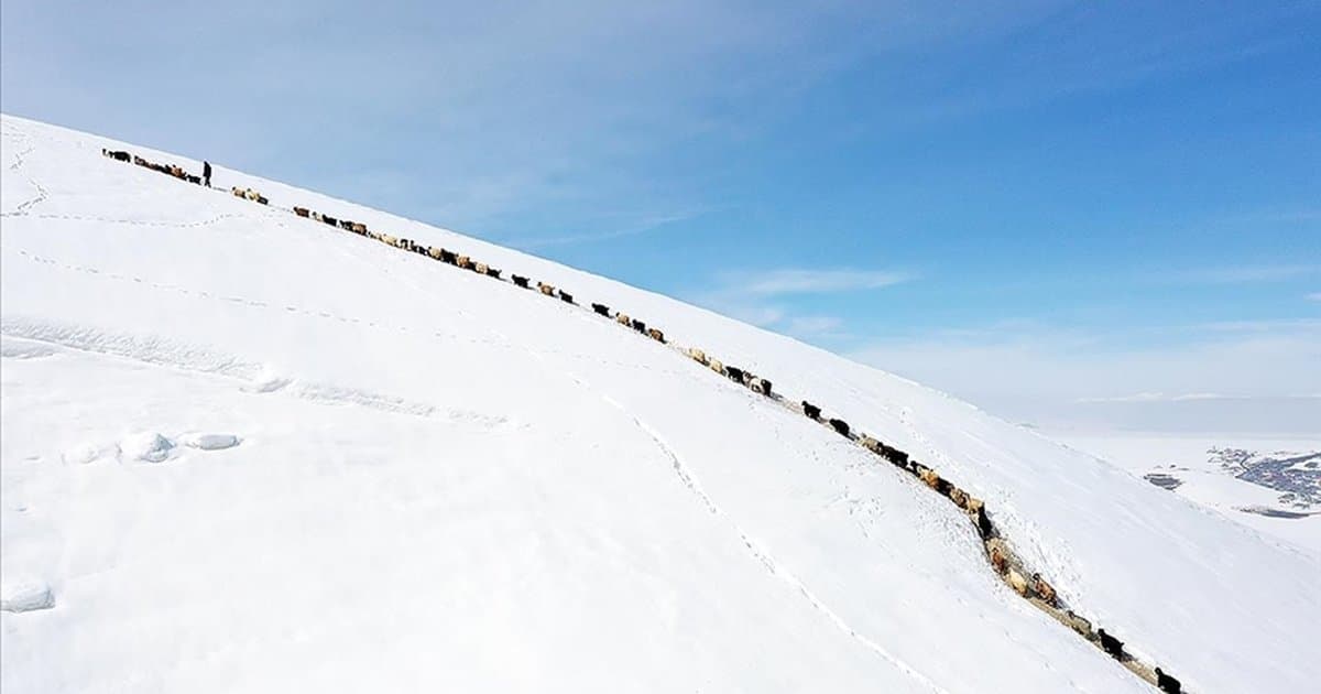 Ağrı'da küçükbaş hayvanların karlı dağlarda beslenme yolculuğu