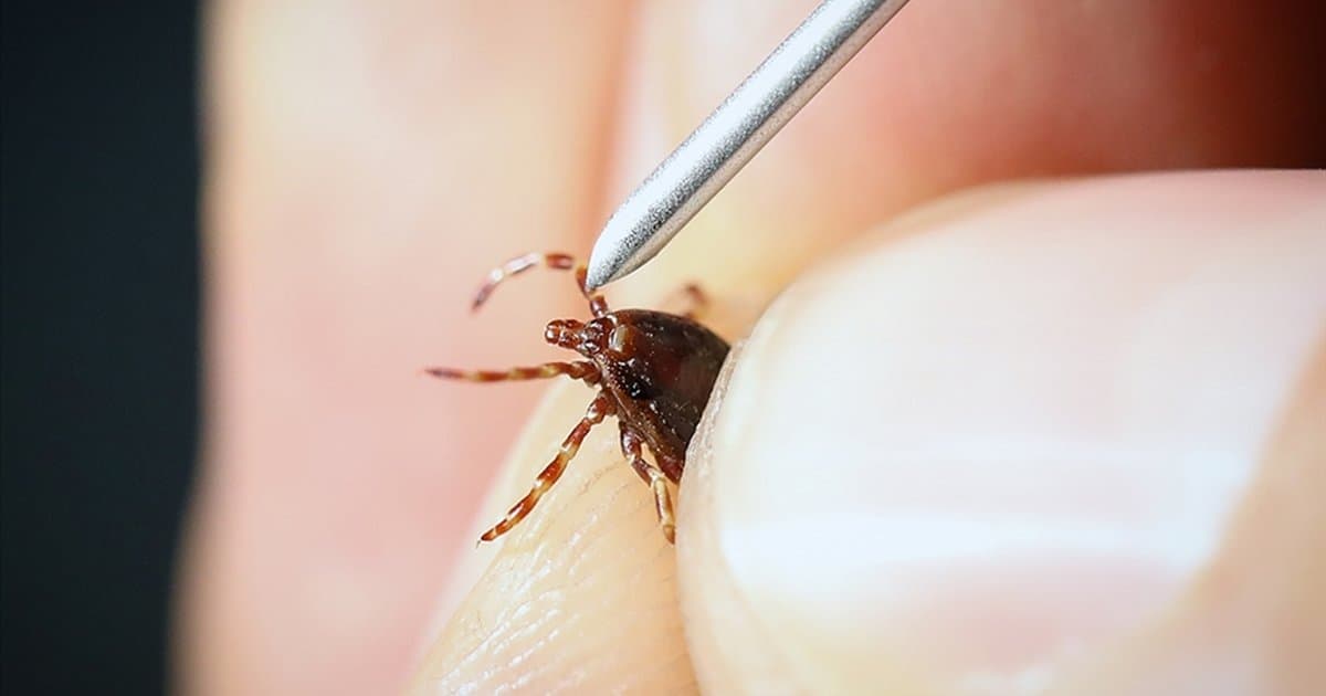 Kene popülasyonu yoğun yağışla artabilir