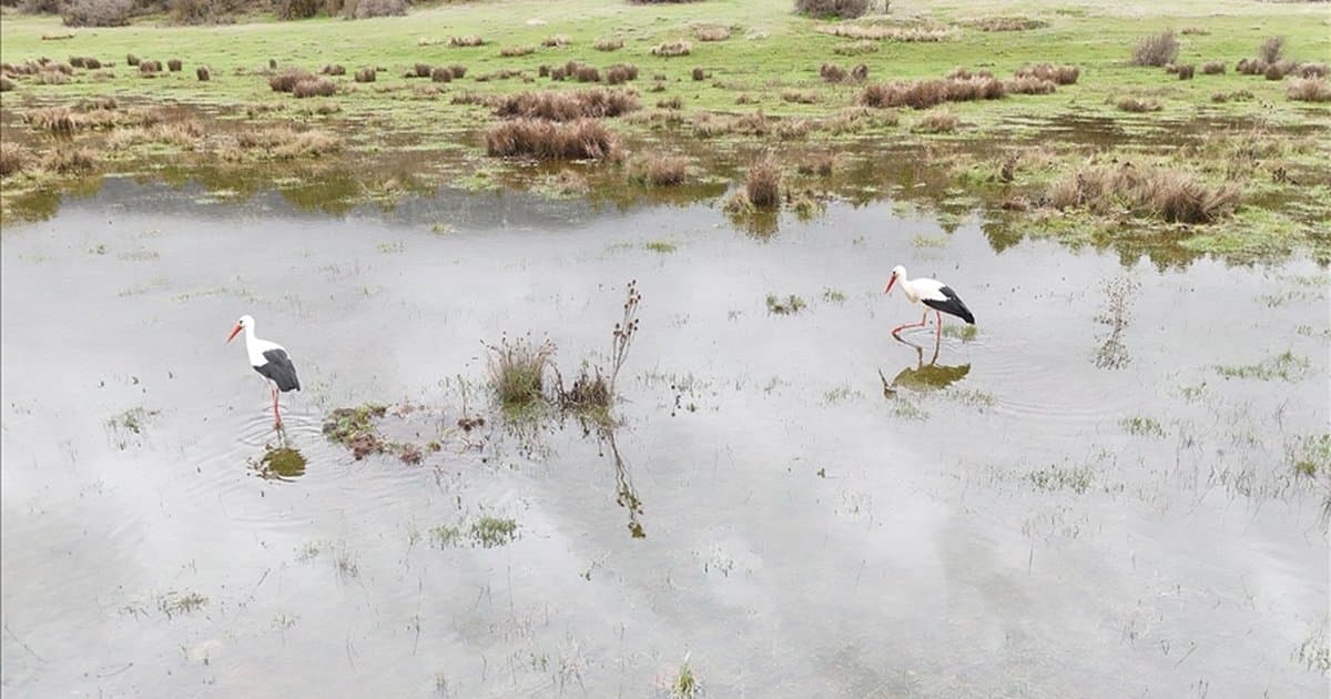 Isparta'da leylekler sulak alanda görüntülendi
