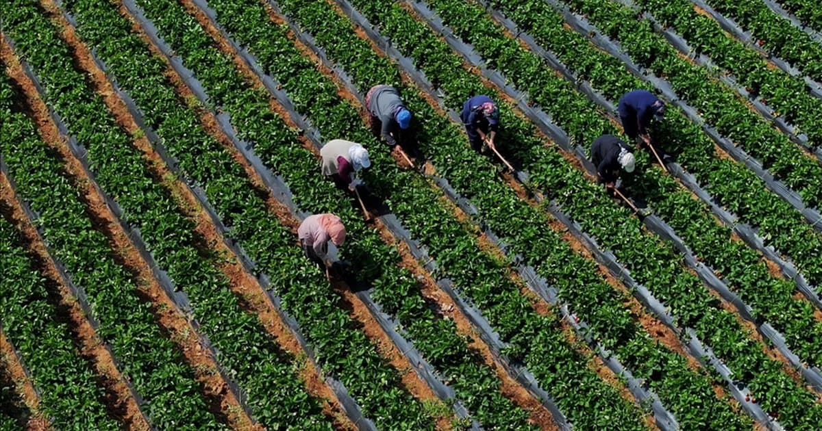 Çiftçilere 12,3 milyar liralık destekleme ödemesi