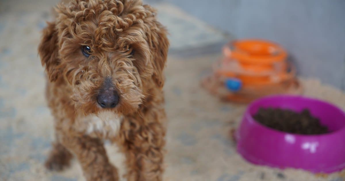 Edirne'de yasa dışı köpek üretimi: 2 milyon lira ceza