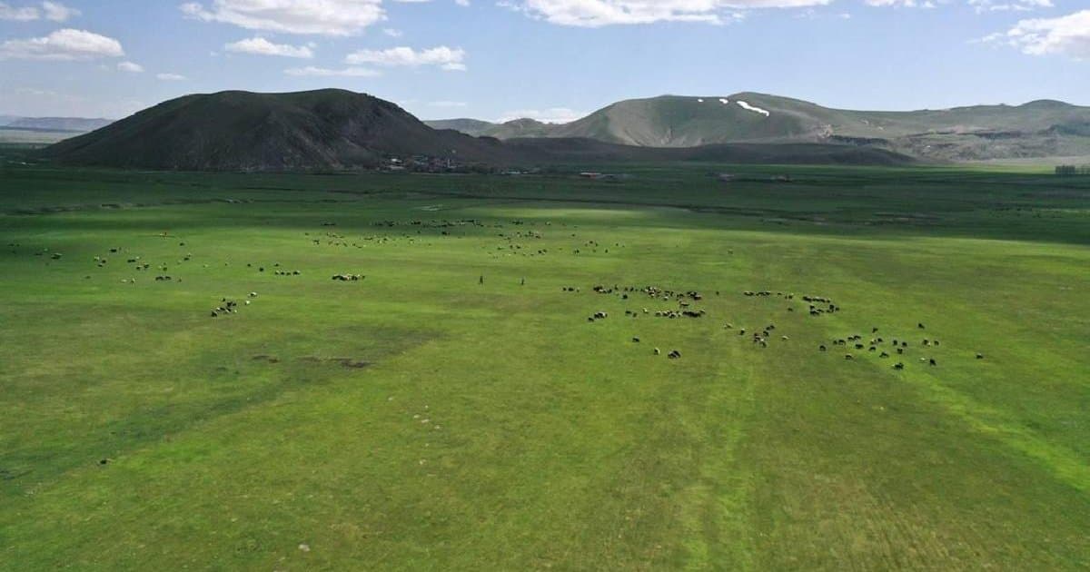 Bakanlık Kars'taki mera yasağı iddialarını yalanladı