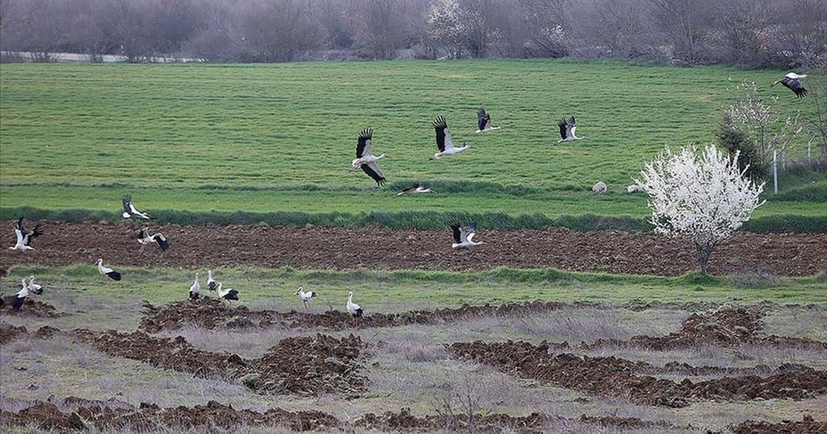 Leylekler Kırklareli'nde mola verdi