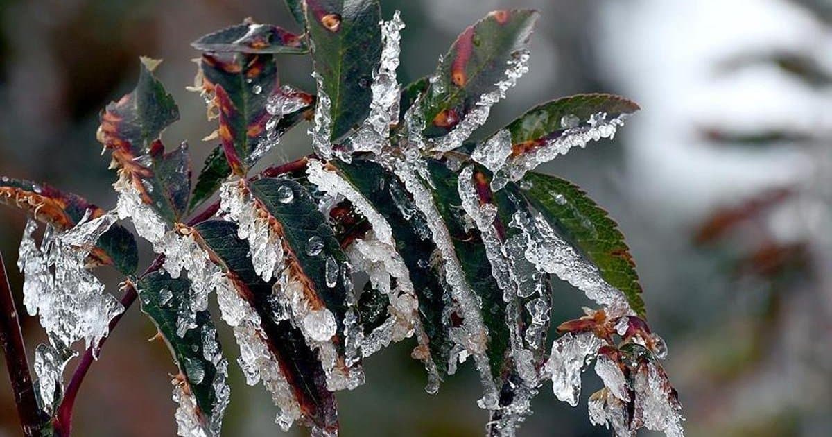 Ankara Valiliği zirai don uyarısı yaptı