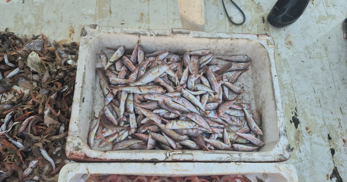 Tekirdağ'da Balıkçılar Limana Taze Ürünlerle Döndü